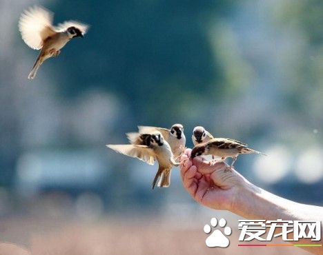 怎麼訓練鳥飛到主人手上 必須從幼鳥開始練習