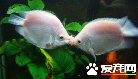 接吻魚的飼養 宜與比較好動的熱帶魚混養