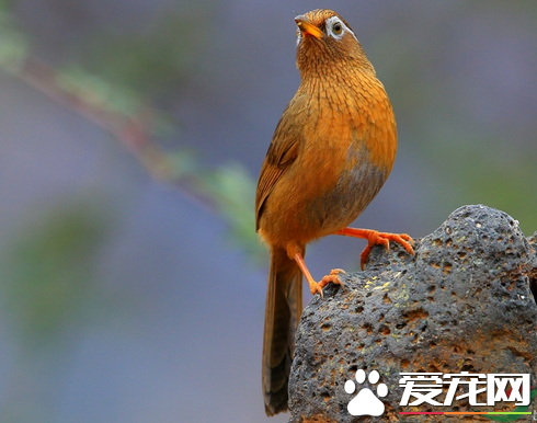 如何養畫眉鳥 畫眉鳥是我國特產的籠養鳥