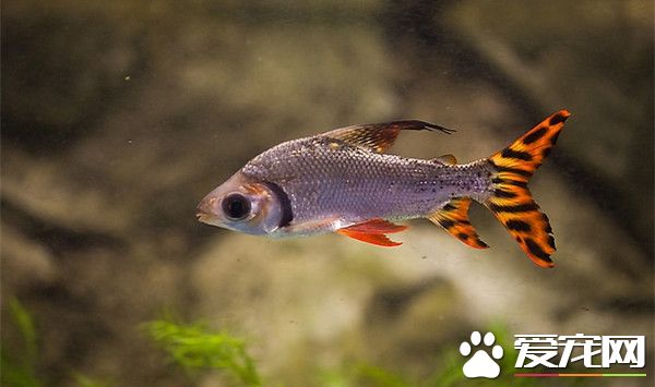 美國旗魚的飼養 喜歡陽光對水質不苛求