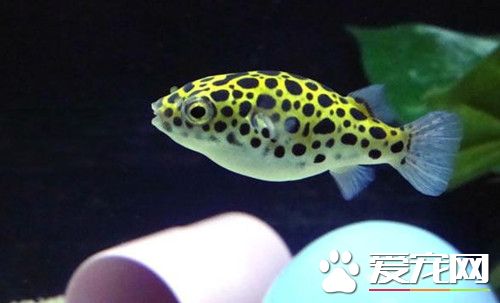 潛水艇魚的飼養 能適應21～30℃的水溫