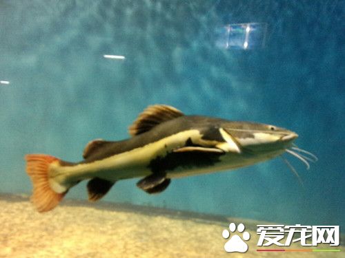 紅尾鲶混養 紅尾鲶是不適合混養的魚種
