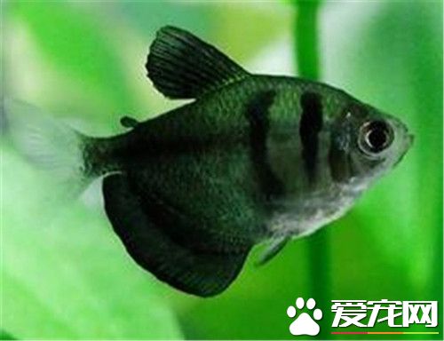 黑裙魚繁殖 繁殖時水溫宜保持在27~28℃