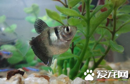 黑裙魚好養嗎 黑裙魚的飼養難度並不大