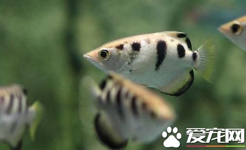 射水魚混養 七種適合跟射水魚混養的魚種