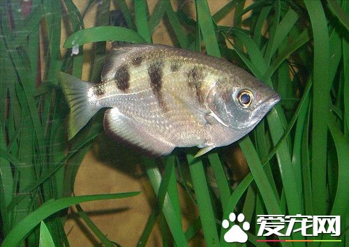 射水魚養殖 水的溫度一般可控制在24-28℃左右