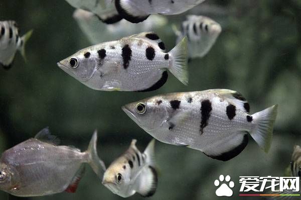 射水魚飼養 水族箱空間要盡可能大一些
