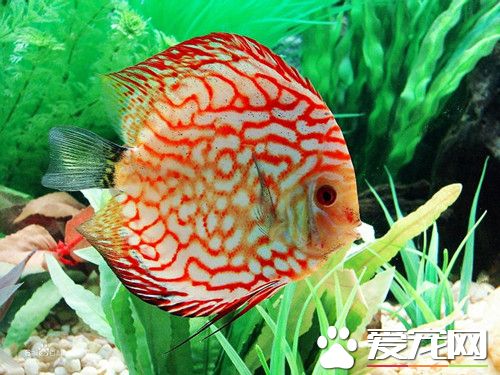 七彩神仙魚的凍餌 需用時取出來升溫就可以了