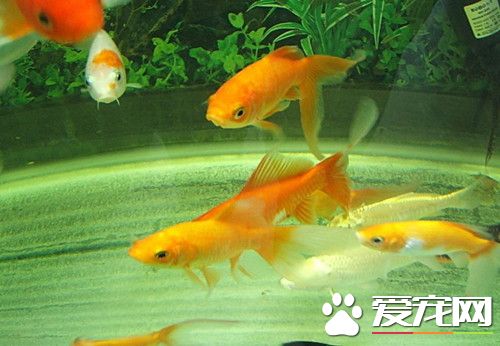 魚長不好怎麼回事 主要是缺少優質的活餌