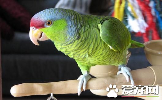 紫冠亞馬遜鹦鹉的飼養 喜歡浸浴或沖身