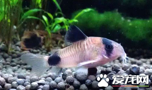 熊貓鼠繁殖 3天左右小魚將孵化出來