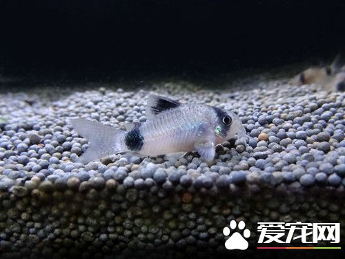 熊貓鼠飼養 建議鋪上細的暗色底砂保護觸須