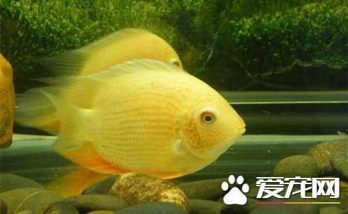 金菠蘿魚的喂養 金菠蘿魚幼魚不愛吃人工飼料