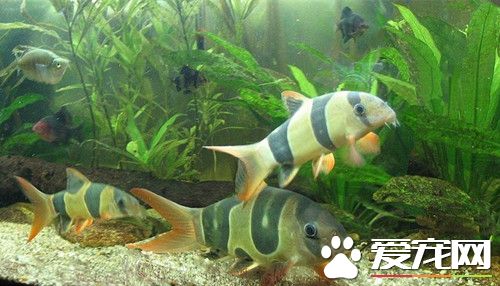 三間鼠好養嗎 三間鼠魚還是比較容易飼養