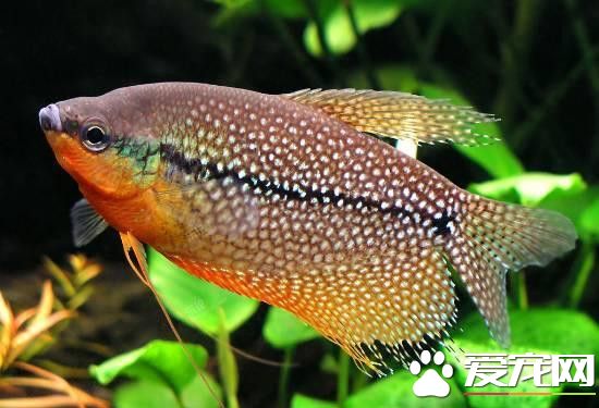 珍珠馬甲魚溫度 最適宜生長溫度是24～28℃