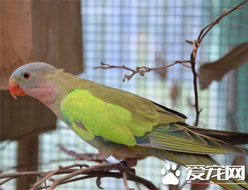 公主鹦鹉的飼養 定期除蟲和保持環境衛生