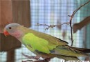 公主鹦鹉的飼養 定期除蟲和保持環境衛生