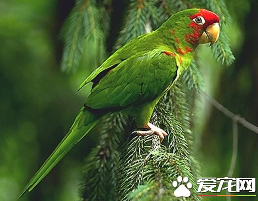 米特雷錐尾鹦鹉的飼養 能耐低溫很快適應環境