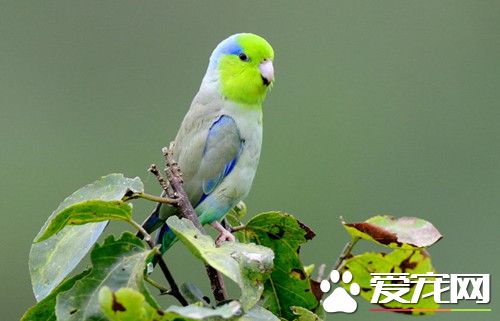 太平洋鹦哥的飼養 對環境和溫差比較敏感
