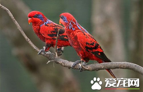 藍紋吸蜜鹦鹉的飼養 鳥捨一定要有陽光照射