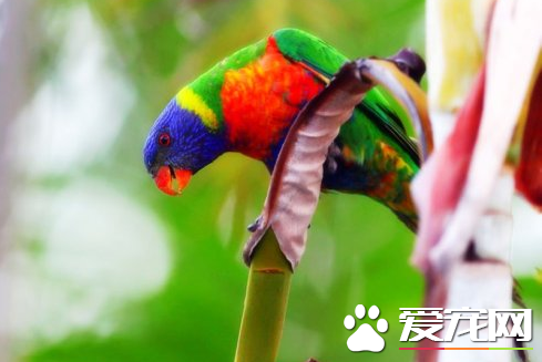 如何喂養鹦鹉 每天對寵物休息的場所進行清理