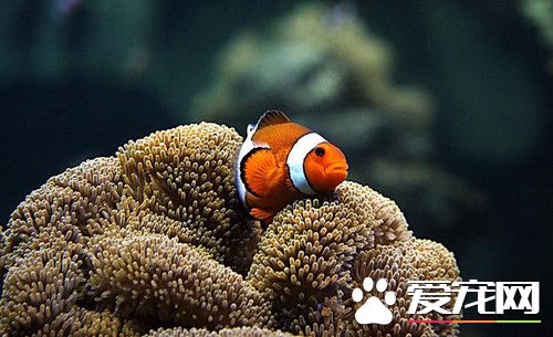 小丑魚水溫 小丑魚最適宜范圍在26-27℃之間