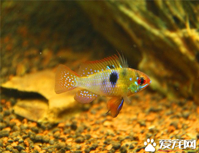 荷蘭鳳凰飼養 荷蘭鳳凰飼養時可以成對飼養