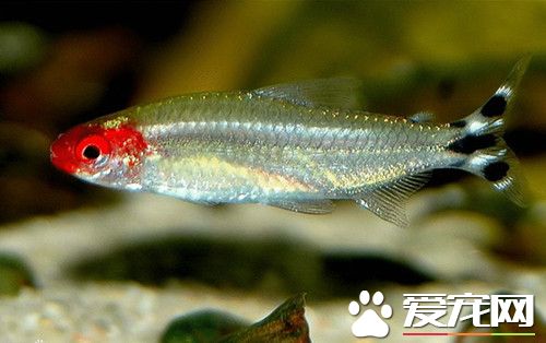 紅鼻剪刀繁殖 需要有一個種滿水草的大水族箱