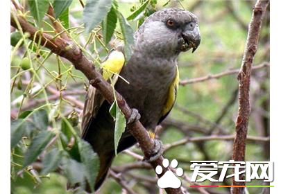 魯佩爾氏鹦鹉的飼養 食物應提供混合種子