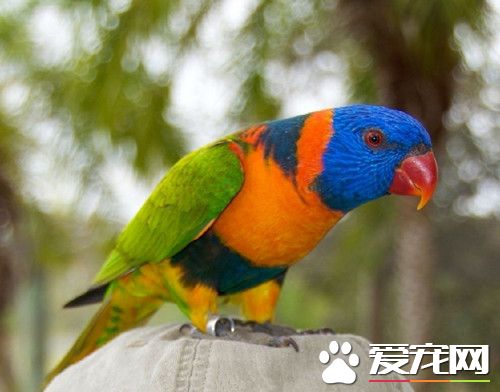 珍達錐尾鹦鹉的飼養 提供樹枝玩具等供啃咬