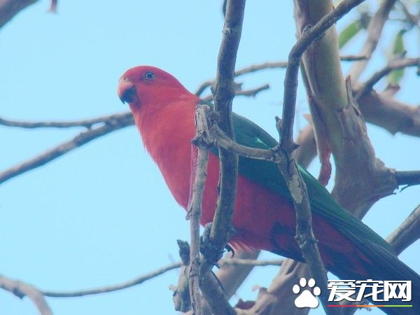 大洋洲國王鹦鹉的飼養 提供足夠的空間