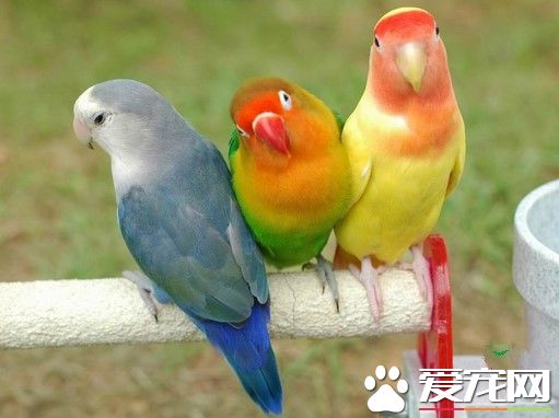 虎皮鹦鹉怎麼馴養 先為它准備一個舒適寬敞的鳥籠