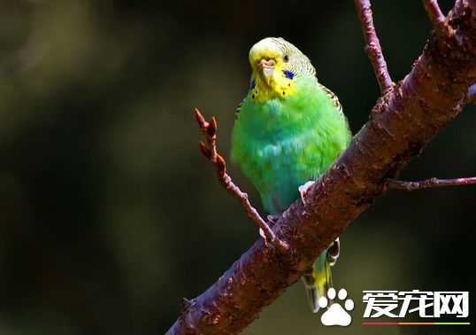 虎皮鹦鹉的飼養方法 寵物鹦鹉飼養八大要點
