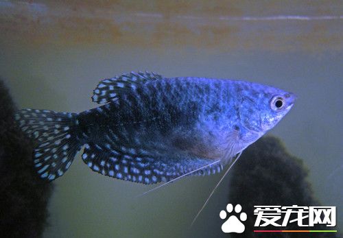 藍曼龍魚水溫 最佳的生存溫度在22-28℃