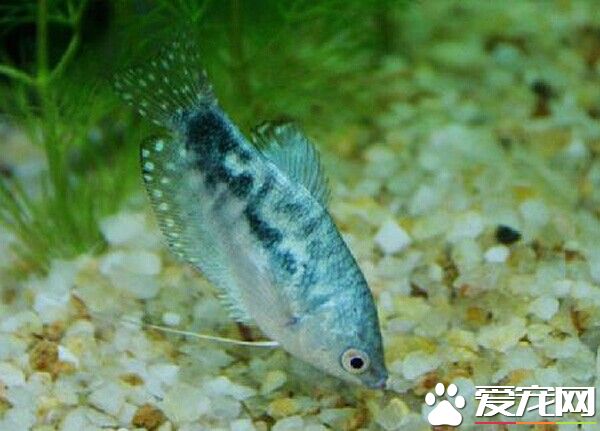 藍曼龍變色 三種情況會造成藍曼龍魚變色