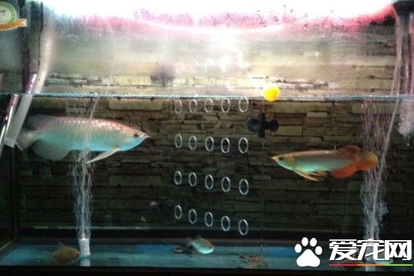 青龍魚混養 青龍魚混養建議從幼魚開始