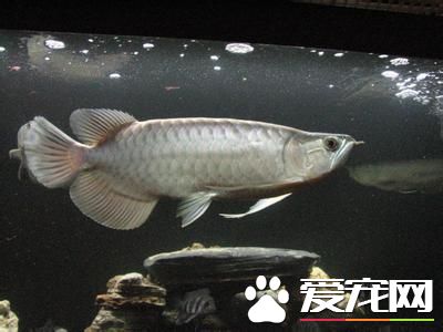 青龍魚飼養 需要准備一個足夠大的魚缸