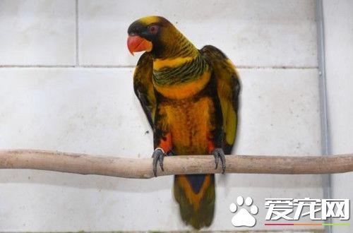 暗色吸蜜鹦鹉的飼養 每天要定時做好清潔