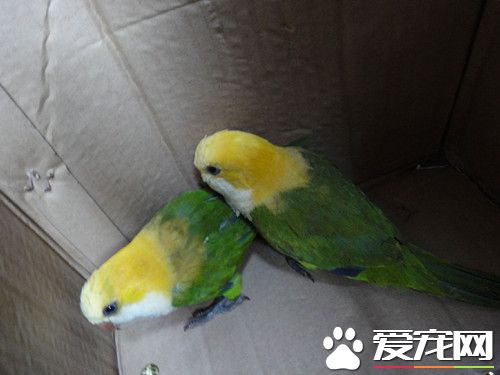 西亞拉鹦鹉的飼養 搭配一些蔬菜水果來喂養