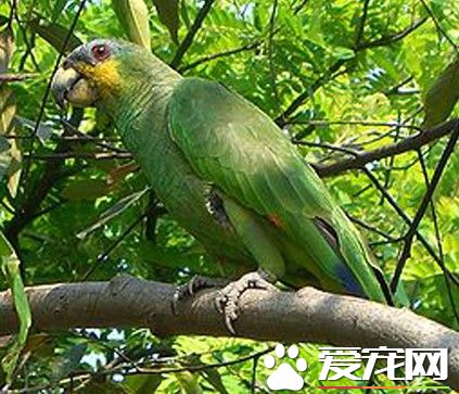 橙翅亞馬遜鹦鹉的飼養 模仿人類語言能力很強