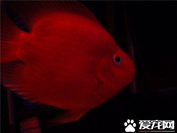 鹦鹉魚飼養方法 換水一周保證換兩次為佳