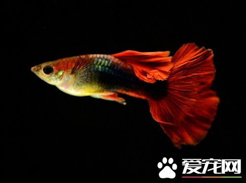 孔雀魚的繁殖時間 每個月都可以繁殖一次