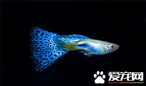 孔雀魚不生小魚 孔雀魚不繁殖7種原因