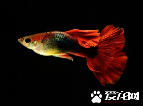 新生孔雀魚怎麼養 水溫對魚的生長發育很關鍵