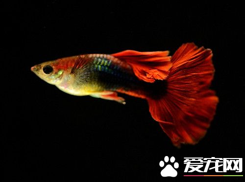 孔雀魚怎麼喂食 豐年蝦的營養的首屈一指