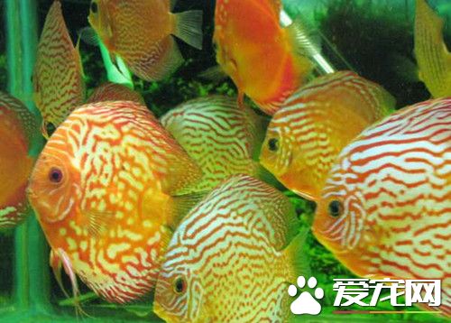 七彩神仙魚水質要求 水的PH值范圍一般為6.2-6.8