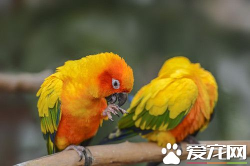 太陽錐尾鹦鹉的飼養 提供新鮮的樹枝供其啃咬