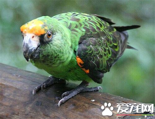 賈丁氏鹦鹉的飼養 提供一個有較大空間的籠子