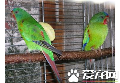 快速鹦鹉的飼養 提供一些無毒有嫩芽樹枝啃咬