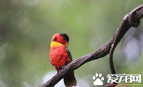 黑頂吸蜜鹦鵝的飼養 能很快適應新環境及主人